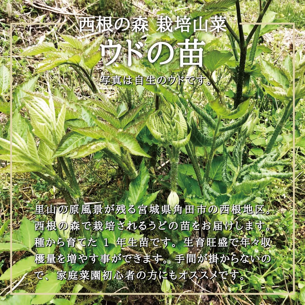 Amazon.co.jp: 山菜 うど 苗木 ｜ ウド ウドの木 苗 栽培 ガイド付き